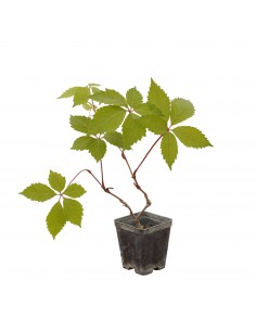 5 Piante di Ampelopsis... 2