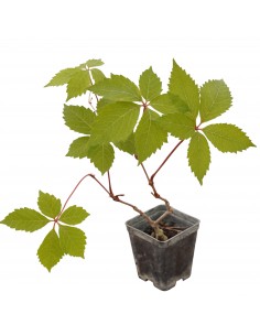 5 Piante di Ampelopsis...