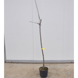 Albero di Ciliegio Ferrovia... 2