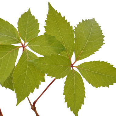 Pianta di Ampelopsis Vaso 7cm - Piante Da Cespuglio|Mondo Piante