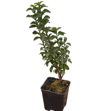 10 Piante di Euonymus Benkomasaki-Piante Da Siepe Online|Mondo Piante