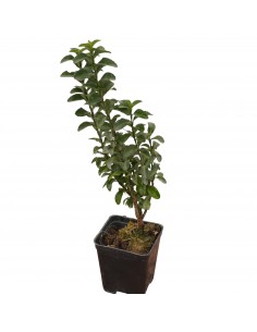 copy of Euonymus Japonicus... 2