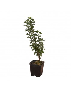 5 Piante di Euonymus...