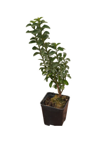 5 Piante di Euonymus Benkomasaki-Piante Da Siepe Online|Mondo Piante