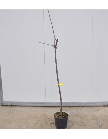 Albero di Ciliegio Bigarreau 3 Anni | Mondo Piante