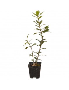 5 Piante di Quercia ilex...