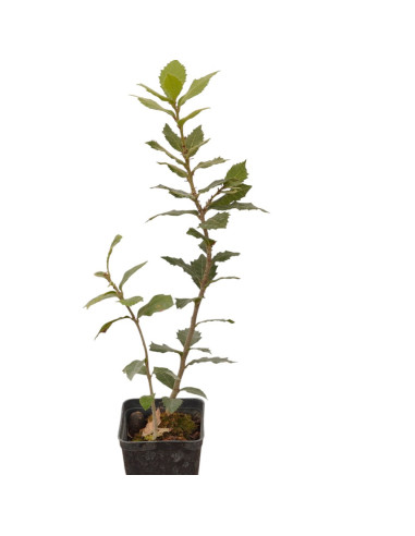 5 Piante di Quercus ilex Vaso 7cm - Alberi da Giardino|Mondo Piante