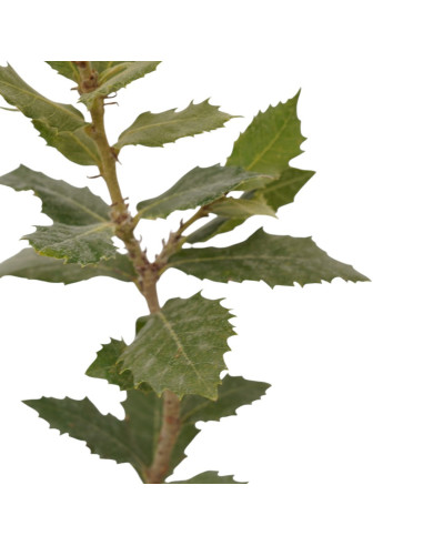 5 Piante di Quercus ilex Vaso 7cm - Alberi da Giardino|Mondo Piante