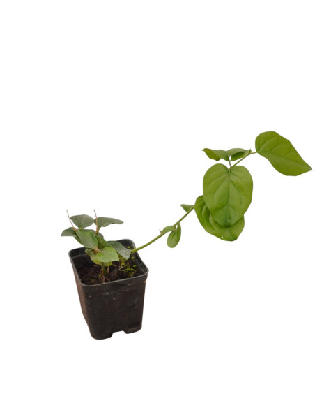 Pianta Gelsomino Sambac Vaso 7 cm | Mondo Piante