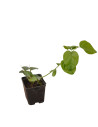 Pianta Gelsomino Sambac Vaso 7 cm | Mondo Piante