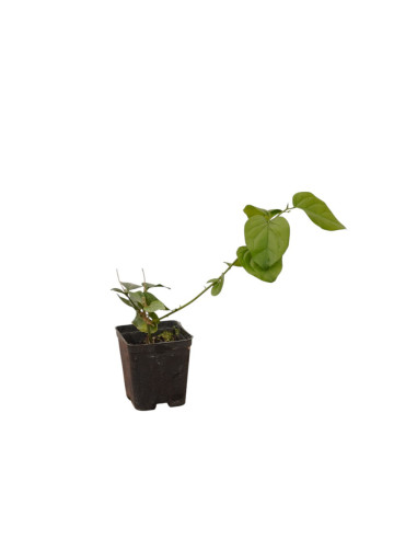 Pianta di Gelsomino Sambac Vaso 7cm - Piante Rampicanti|Mondo Piante