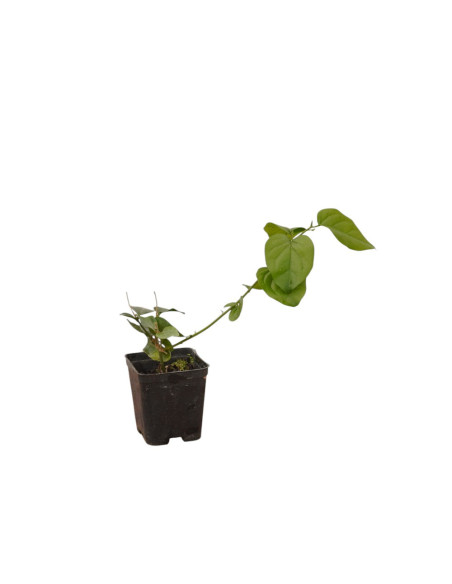 Pianta Gelsomino Sambac Vaso 7 cm | Mondo Piante