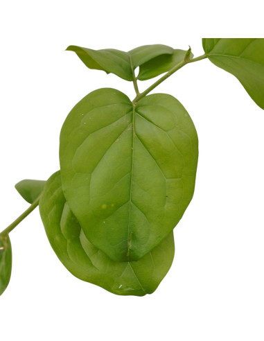 Pianta di Gelsomino Sambac Vaso 7cm - Piante Rampicanti|Mondo Piante