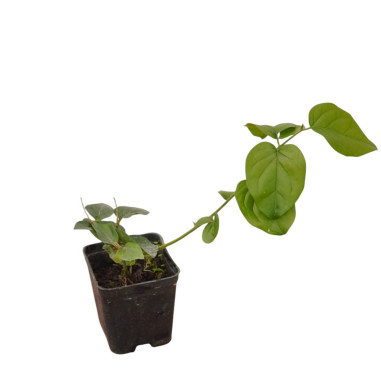 Kit 5 Piante Gelsomino Sambac Vaso 7 cm | Mondo Piante