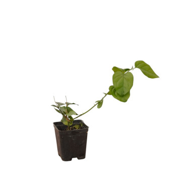 5 Piante di Gelsomino Sambac Vaso 7cm - Piante Rampicanti|Mondo Piante