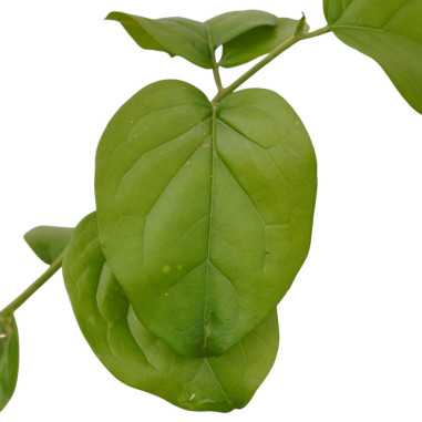 5 Piante di Gelsomino Sambac Vaso 7cm - Piante Rampicanti|Mondo Piante