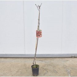 Albero di Ciliegio... 2