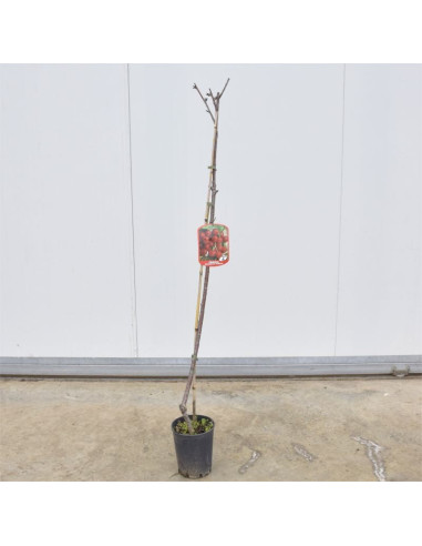 Albero di Ciliegio Bigarreau 3 Anni | Mondo Piante