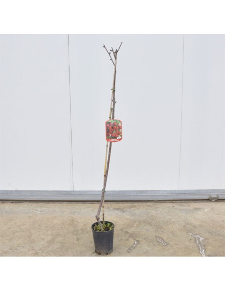 Albero di Ciliegio Bigarreau 3 Anni | Mondo Piante