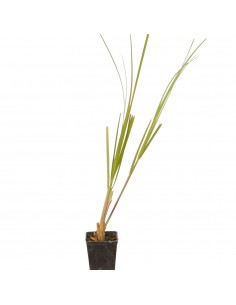 Gynerium Plant