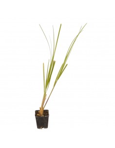 Gynerium Plant 2