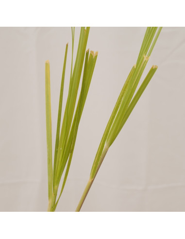 5 Piante di Gynerium in Vaso 7cm- Piante Da Cespuglio | Mondo Piante