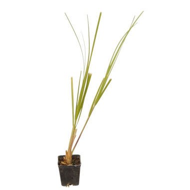 10 Piante di Gynerium in Vaso 7cm- Piante Da Cespuglio | Mondo Piante