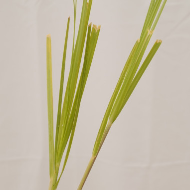 10 Piante di Gynerium in Vaso 7cm- Piante Da Cespuglio | Mondo Piante