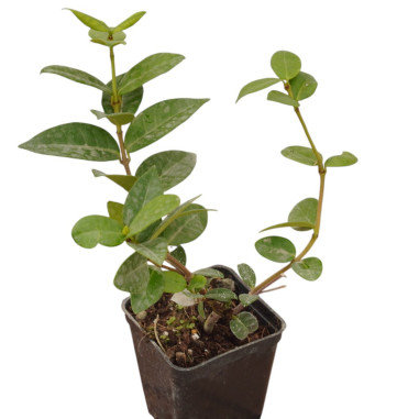 Pianta Rincospermo Falso Gelsomino Vaso 7 cm | Mondo Piante