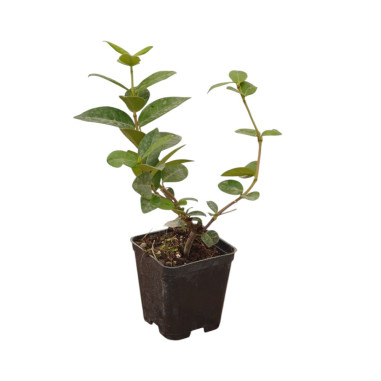 Pianta Rincospermo Falso Gelsomino Vaso 7 cm | Mondo Piante