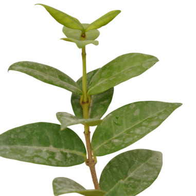 Vendita Piante di Rincospermo Vaso 7cm-Piante Rampicanti | MondoPiante