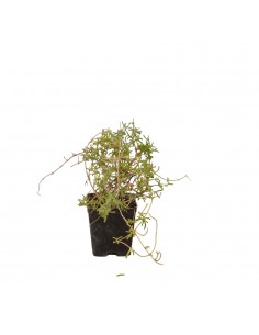 Drosanthemum Plant