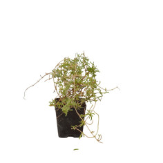 Kit 5 Piante Drosantemo Barba di Giove Vaso 7 cm | Mondo Piante