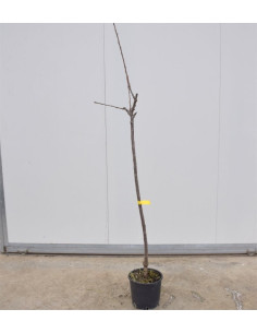Albero di Ciliegio Durone 3 Anni | Mondo Piante