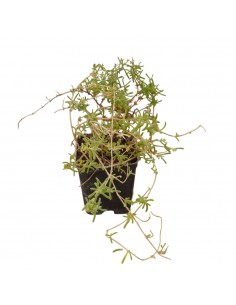 Drosanthemum Plant 2