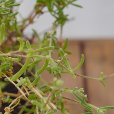 5 Piante Barba Di Giove vaso 7cm - Piante Da Cespuglio | Mondo Piante