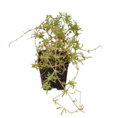 Pianta Drosantemo Barba di Giove Vaso 7 cm: Vendita | Mondo Piante