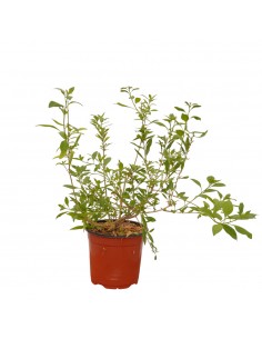 Pianta di Solanum Vaso 18cm