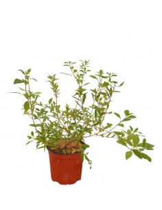 copy of Solanum Jasminoides... 2