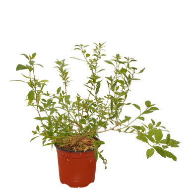 Pianta di Solanum Rantonetti 18cm-Piante Rampicanti |Mondo Piante