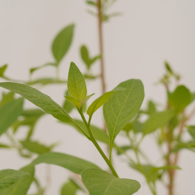 Sale Of Solanum Jasminoides Plant-Climbing Plant|Mondo Piante