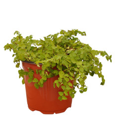 Pianta Ficus Repens Vaso 18 cm: Vendita Online | Mondo Piante