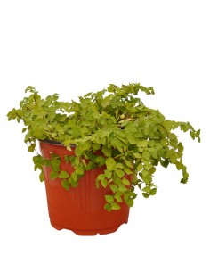 Pianta di Ficus repens in...