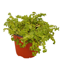Pianta Ficus Repens Vaso 18 cm: Vendita Online | Mondo Piante 2