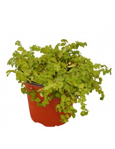 Pianta di Ficus repens in... 2