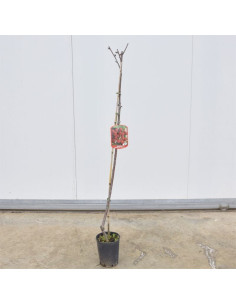Albero di Ciliegio Durone 3 Anni | Mondo Piante 2