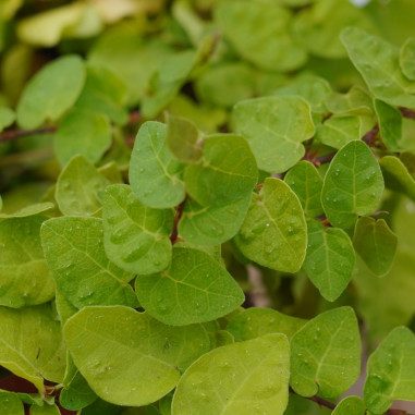 Pianta di Ficus repens in 18cm- Piante Da Cespuglio |Mondo Piante