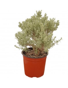 copy of Santolina Plant