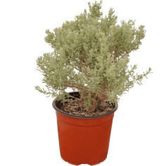Pianta Santolina Vaso 18 cm | Mondo Piante