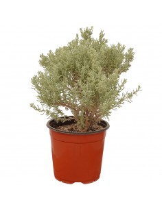 Pianta Santolina Vaso 18cm,... 2